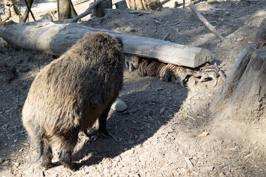 Wildschwein mit Frischlingen in nat&uuml;rlicher Umgebung