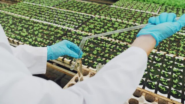 Caucasian agronomist pipettes nutrient solution into seed trays, adjusting dosage using glass tube and careful technique to balance feeding for young lettuce seedlings in controlled greenhouse benches