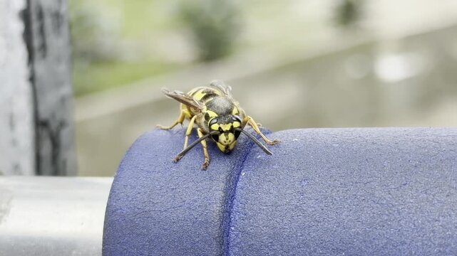 Macro close-up of wasp on blue handle outdoors