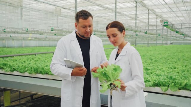 Scientists inspect lettuce. Quality check of leafy vegetables. Researchers assess lettuce quality and safety features. Scientists evaluate lettuce heads for defects and nutritional content carefully
