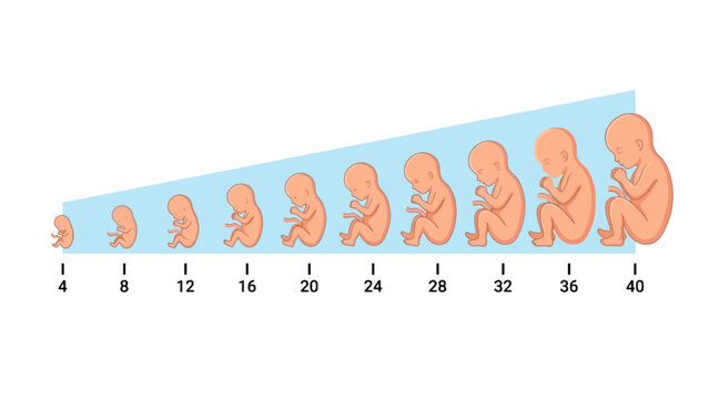 Human fetal development stages from week 4 to 40 infographic
