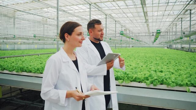 Scientists inspecting hydroponic lettuce rows, in bright glass greenhouse discussing new cultivar performance, taking notes on tablet, wearing white lab coats, optimistic research atmosphere focused