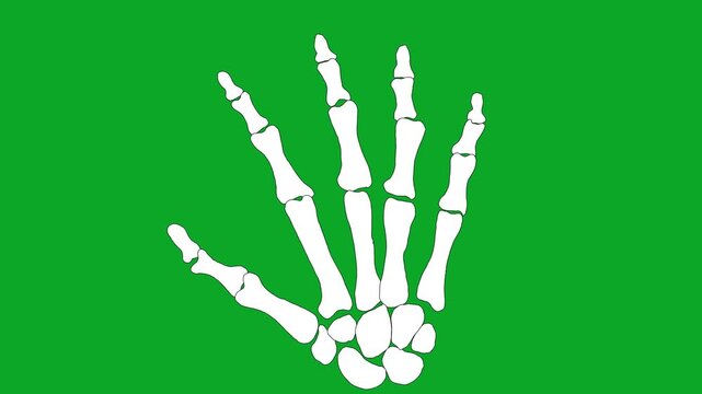 2D Animated Skeleton Hand Open Palm and Five Fingers Gesture on Green Screen