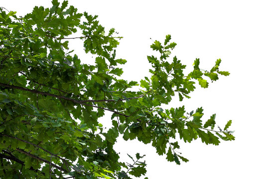 Photograph of a natural green spring oak branch during flowering