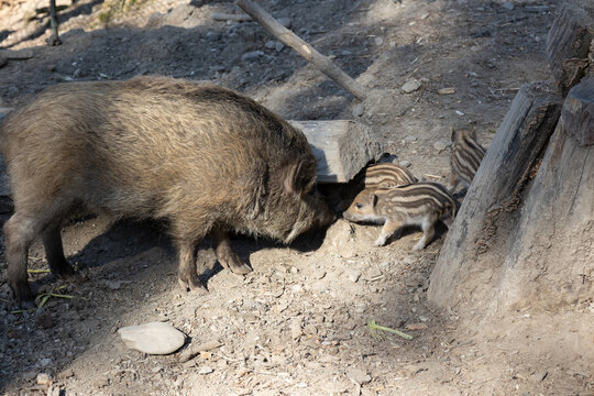 Wildschwein mit Frischlingen in nat&uuml;rlicher Waldumgebung