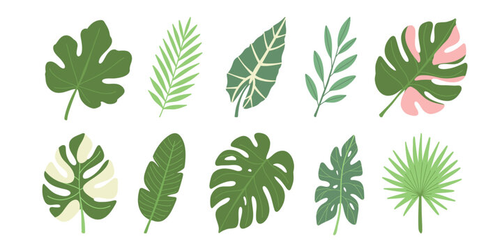 Tropical leaves. Cartoon exotic leaves set. Jungle leaves isolated on white background. Vector collection	