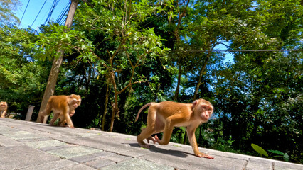 Fototapeta premium Wild Macaque Monkeys Walking on Sunlit Pavement Near Tropical Jungle