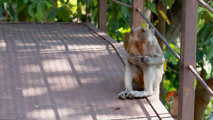 Fototapeta premium Macaque Monkey Sitting on a Metal Platform in Chonburi Thailand