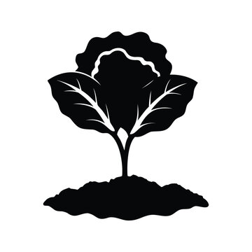 Silhouette of cabbage seedling with broad leaves vector illustration design, cabbage seedling silhouette vector illustration