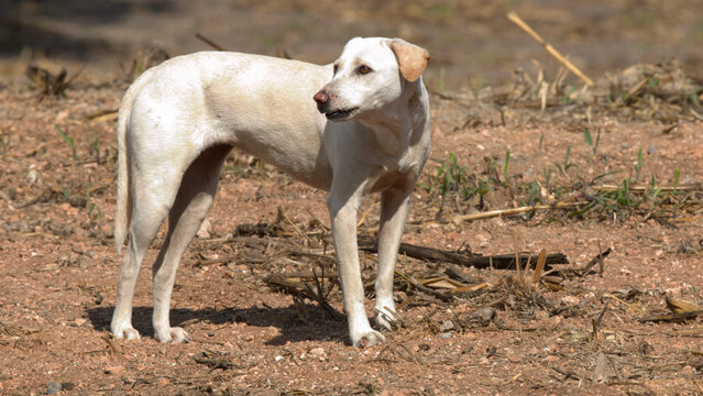 White Stray Dog Standing on Dry Dirt Ground in Thailand