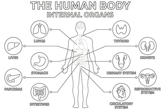 Human body internal organs diagram line drawing education.