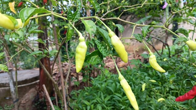 bird's eye chilies, appearing to hang from the plant