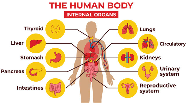 Internal organs of human body diagram with medical labels set up.