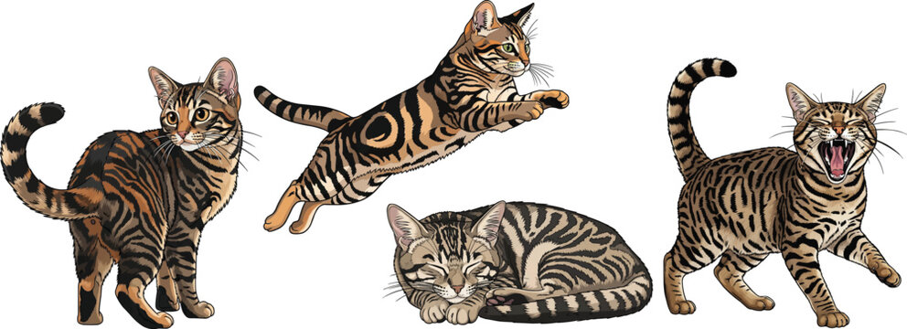 Sokoke Cat jumping curled up sleeping looking back yawning pose set