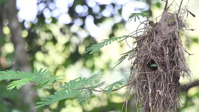 A Black and Red Broadbill flying into its nest and flew out at Kaeng Krachan Thailand