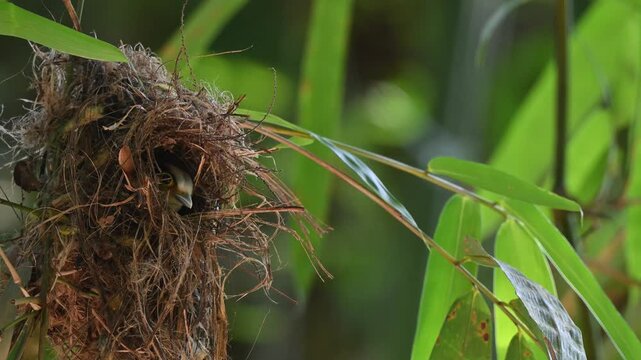 A Silver-breasted Broadbill waits inside its woven nest and calling at Kaeng Krachan NP Thailand