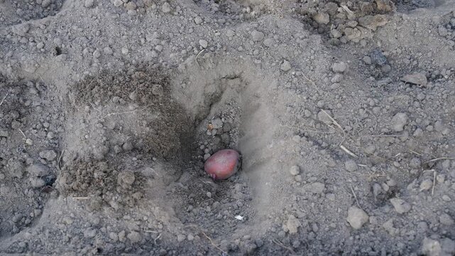 Top view of hand planting potato tuber and covering with soil in vegetable garden bed