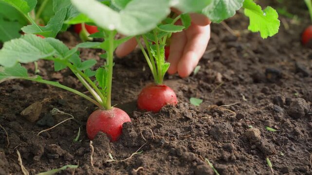 Close up of harvesting red radish crop from raised bed in greenhouse