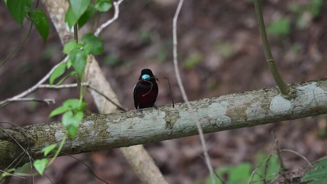 A Black-and-red Broadbills perched on a log, holding fibers and twigs for its nest at Kaeng Krachan NP Thailand
