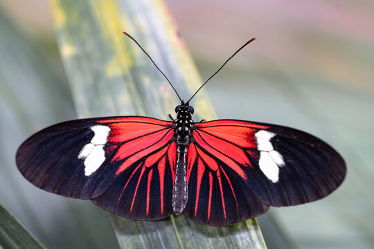Photo of a butterfly on the leaf in Papilonia Ostrava