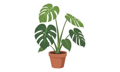Monstera Deliciosa Houseplant in Terracotta Pot Illustration © Angela