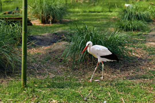 Stork bird white beak legs grass nature walking wading wildlife outdoors in a green park; solitary stork with longneck and feathers feeding and foraging in shallow wetland habitat under sunlight.