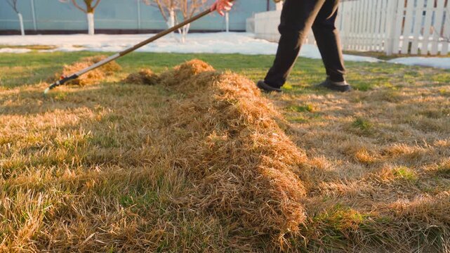Raking dry grass from lawn in early spring backyard cleanup