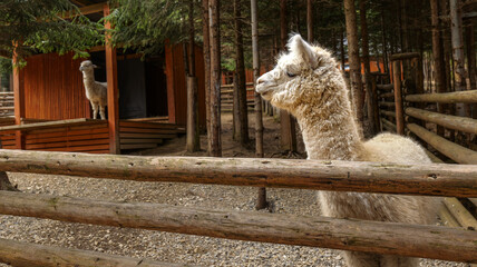 Fototapeta premium Fluffy alpaca with thick woolly coat stands behind a rustic wooden fence in a forest enclosure
