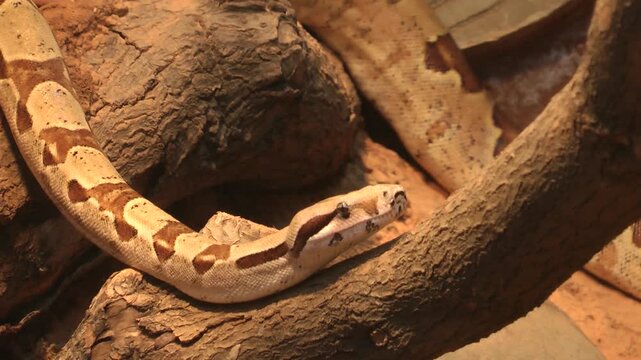 A Boa constrictor is walking