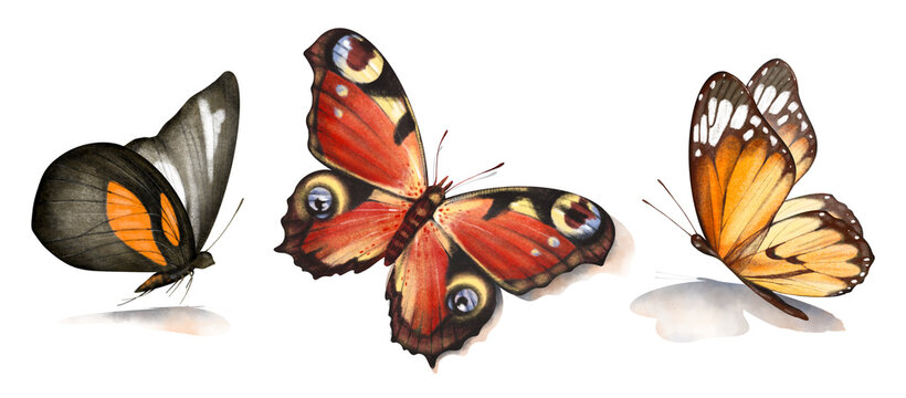Watercolor hand drawn set with illustration of beautiful butterflies with shadows isolated on white background. Clipart flying orange and brown tiger, monarch butterflies. Bright summer