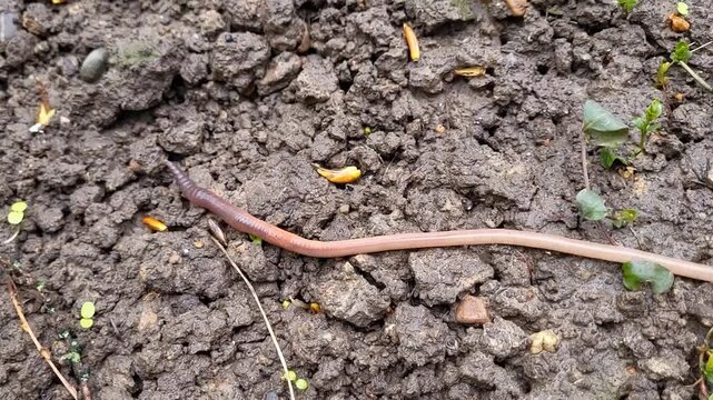 An earthworm is crawling on wet ground after a rainstorm.