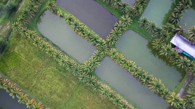 Cinematic drone top down view tracking over symmetrical coconut tree plantation and freshwater aquaculture ponds Geometric agricultural landscape with patterns of water canals and green fields