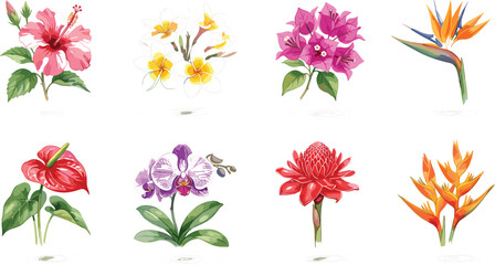 Watercolor tropical flower collection with detailed illustrations of hibiscus orchid bird of paradise anthurium bougainvillea ginger and heliconia blossoms isolated on a white background © Md