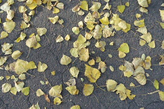 Yellow fallen leaves of poplar on asphalt sidewalk in mid October