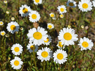 Fototapeta premium Blooming ox-eye daisies (Leucanthemum vulgare)