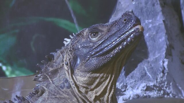 An Philippine sailfin lizard sleeping