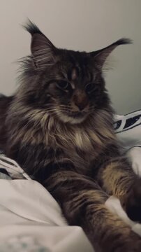 Primer plano de un majestuoso gato Maine Coon descansando relajado en la cama