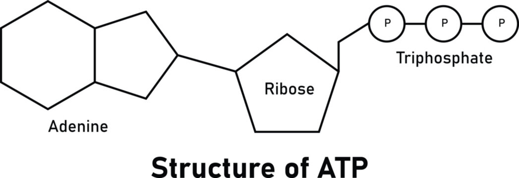 Structure of ATP Adenosine Triphosphate Molecule Adenine Ribose Phosphate Groups Biology Illustration
