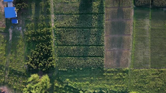 Vertical drone shot flying over diverse farmland patchwork Grid pattern of green vegetable crops plowed soil farm buildings and river during sunset warm golden hour light rural landscape daytime