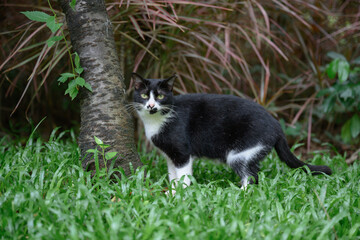 Fototapeta premium The cat on the grass