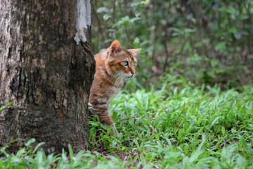 Fototapeta premium The cat on the grass