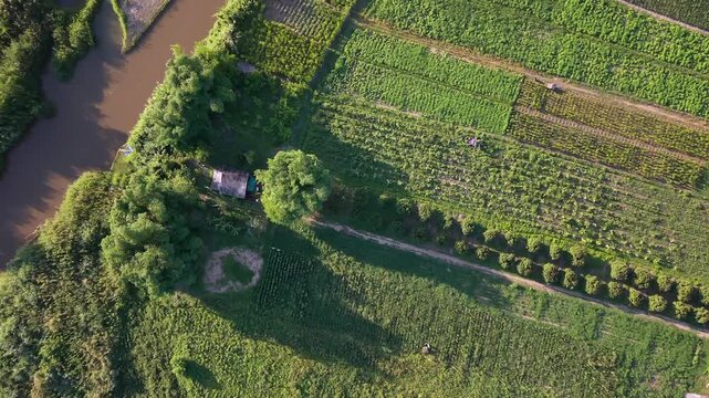 Drone shot flying over rural landscape with muddy brown river and green agriculture farm fields with trees and crops during bright sunny summer day time top down overhead view