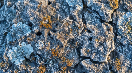 Fototapeta premium Macro photography of frost crystals and yellow lichen on cold rocky ground during a winter morning with natural light and texture.