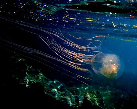 Philippines sea life