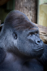 Obraz premium Gorilla 