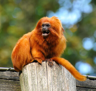 A vibrant golden lion tamarin monkey with bright orange fur sits on a weathered wooden post. Its mouth is slightly open, revealing tiny teeth. 