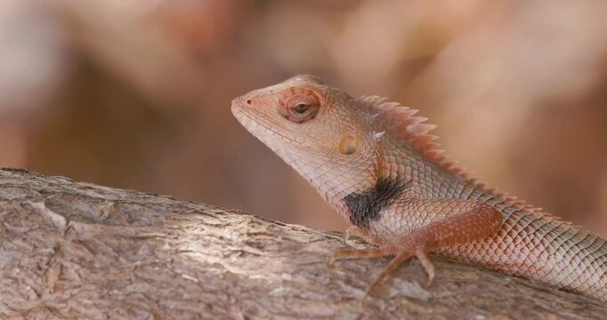 Garden Calotes male flaunts bright summer colours while resting confidently on a branch moving its eye