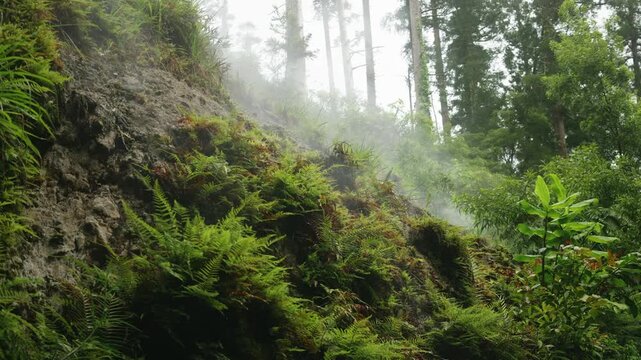 olcanic hillside where steam emerges from soil stained with yellow and orange sulfur deposits. Located in a lush forest environment.