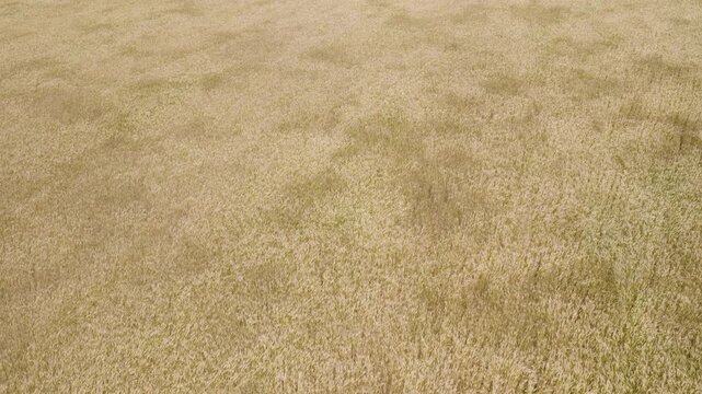4K drone shot of a field of tall wheat blowing in the wind of the spring and almost summer breeze farm.