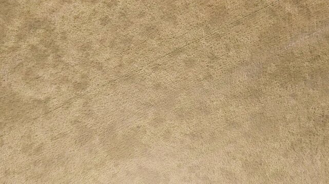 4K drone shot of a field of tall wheat blowing in the wind of the spring and almost summer breeze farm.